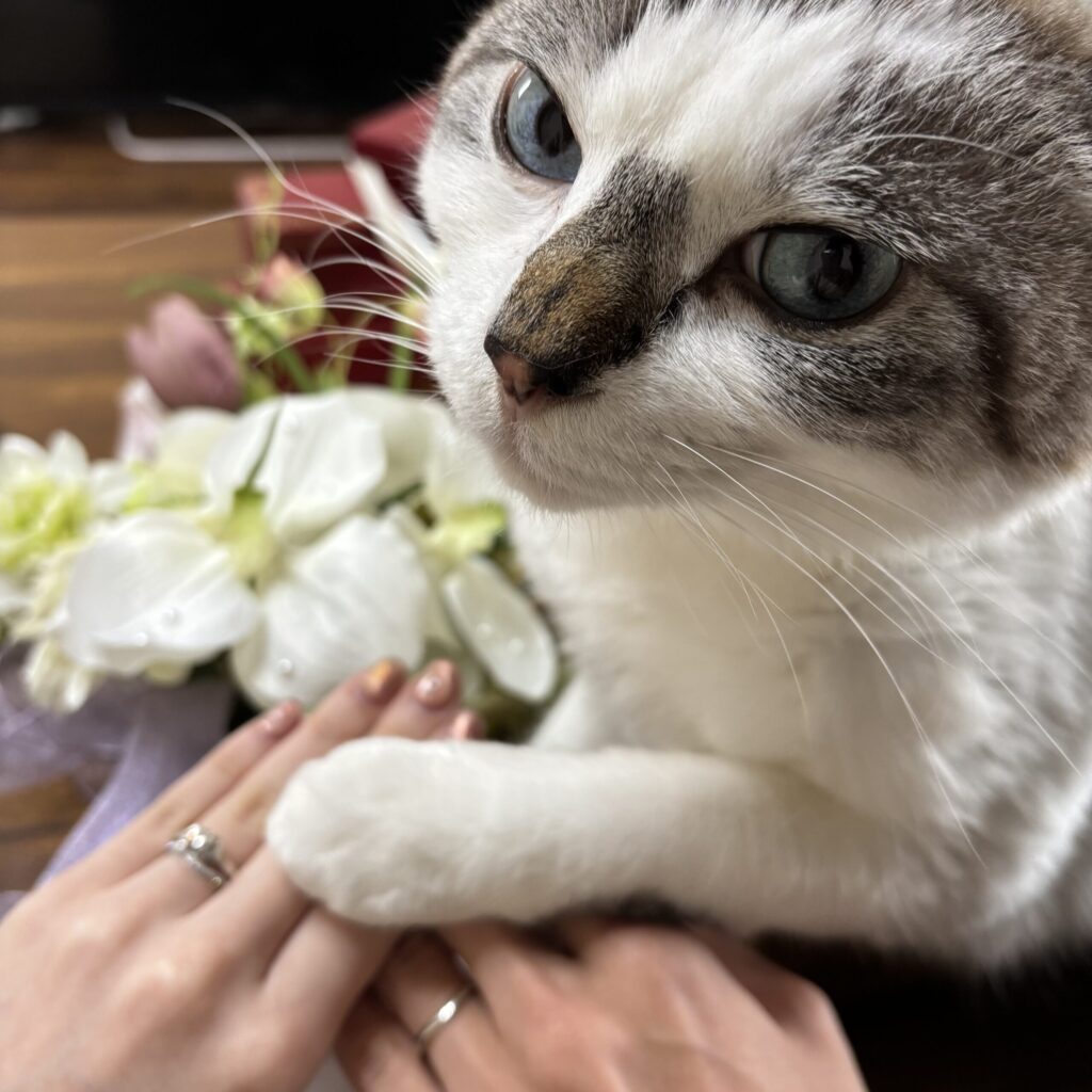 入籍日フォト カルティエ 婚姻届 婚約指輪 結婚指輪 ウェディングブーケ バレリーナ 猫
